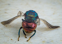 Euperilampus gloriosus