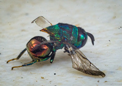 Euperilampus gloriosus
