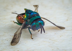 Euperilampus gloriosus
