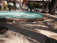 Columba livia domestica