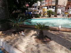 Columba livia domestica