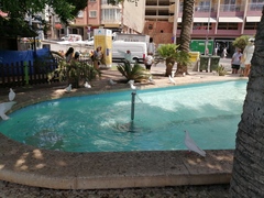 Columba livia domestica