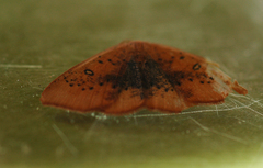 Cyclophora lennigiaria