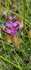 Polygala major