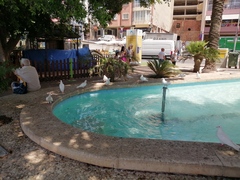 Columba livia domestica