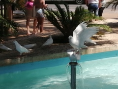 Columba livia domestica