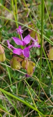 Polygala major