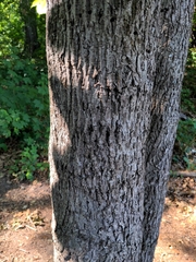 Carya