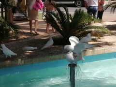Columba livia domestica