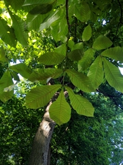 Carya