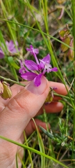 Polygala major