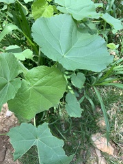Abutilon theophrasti
