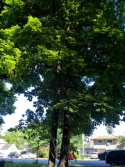 Carya