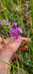 Polygala major