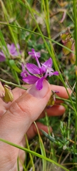 Polygala major