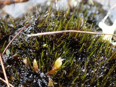 Campylopus atrovirens