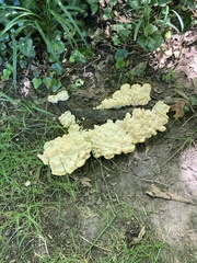 Meripilus sumstinei