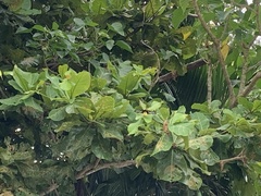 Troides magellanus sonani