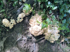 Meripilus sumstinei