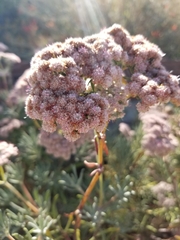 Eriogonum fasciculatum
