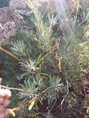 Eriogonum fasciculatum