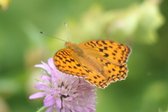 Argynnis adippe