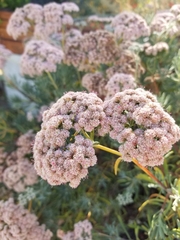 Eriogonum fasciculatum