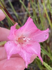 Gladiolus meridionalis