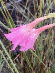 Gladiolus meridionalis