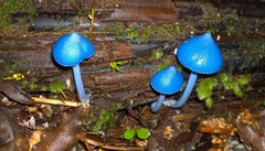 Entoloma hochstetteri