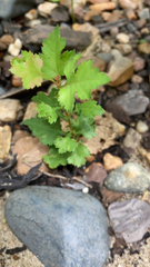 Plagianthus regius