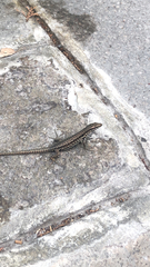 Podarcis muralis