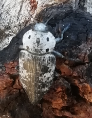 Capnodis miliaris