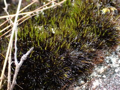 Campylopus atrovirens