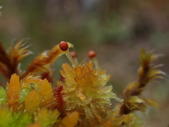Sphagnum tenellum