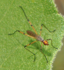 Micropeza stigmatica