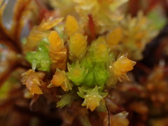 Sphagnum tenellum