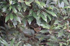 Hylophilus poicilotis