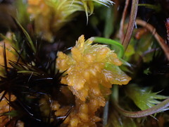 Sphagnum tenellum