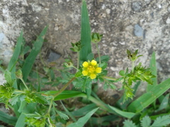 Potentilla supina