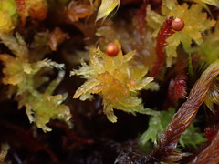 Sphagnum tenellum