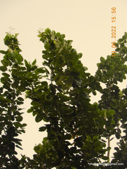 Pterocarpus santalinus