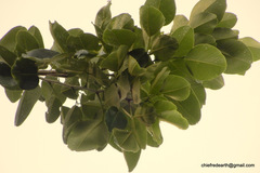 Pterocarpus santalinus