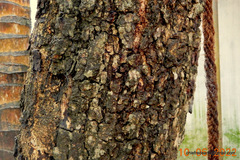 Pterocarpus santalinus