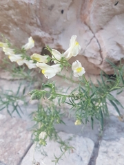 Antirrhinum siculum