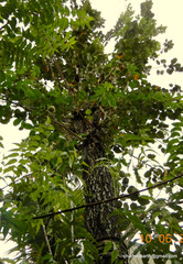 Pterocarpus santalinus