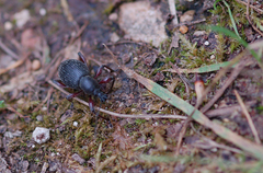Otiorhynchus coecus