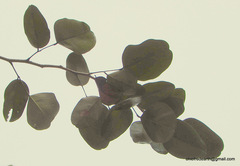 Pterocarpus santalinus