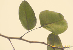 Pterocarpus santalinus