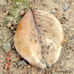 Pterocarpus santalinus